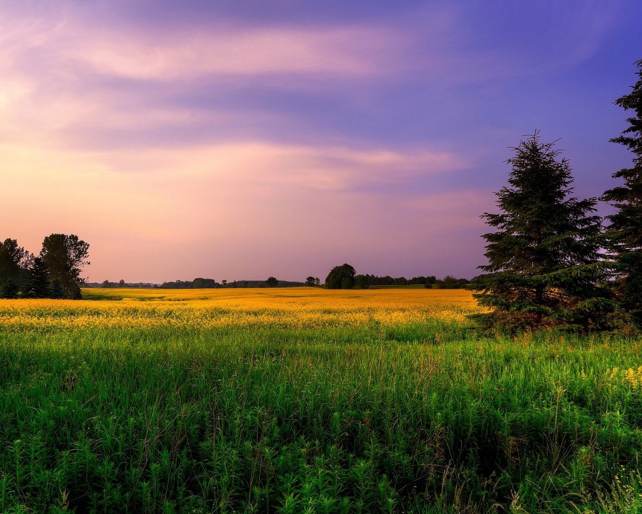 Обои небо, цветы, трава, деревья, природа, закат, поле, ели, the sky, flowers, grass, trees, nature, sunset, field, ate разрешение 2560x1600 Загрузить