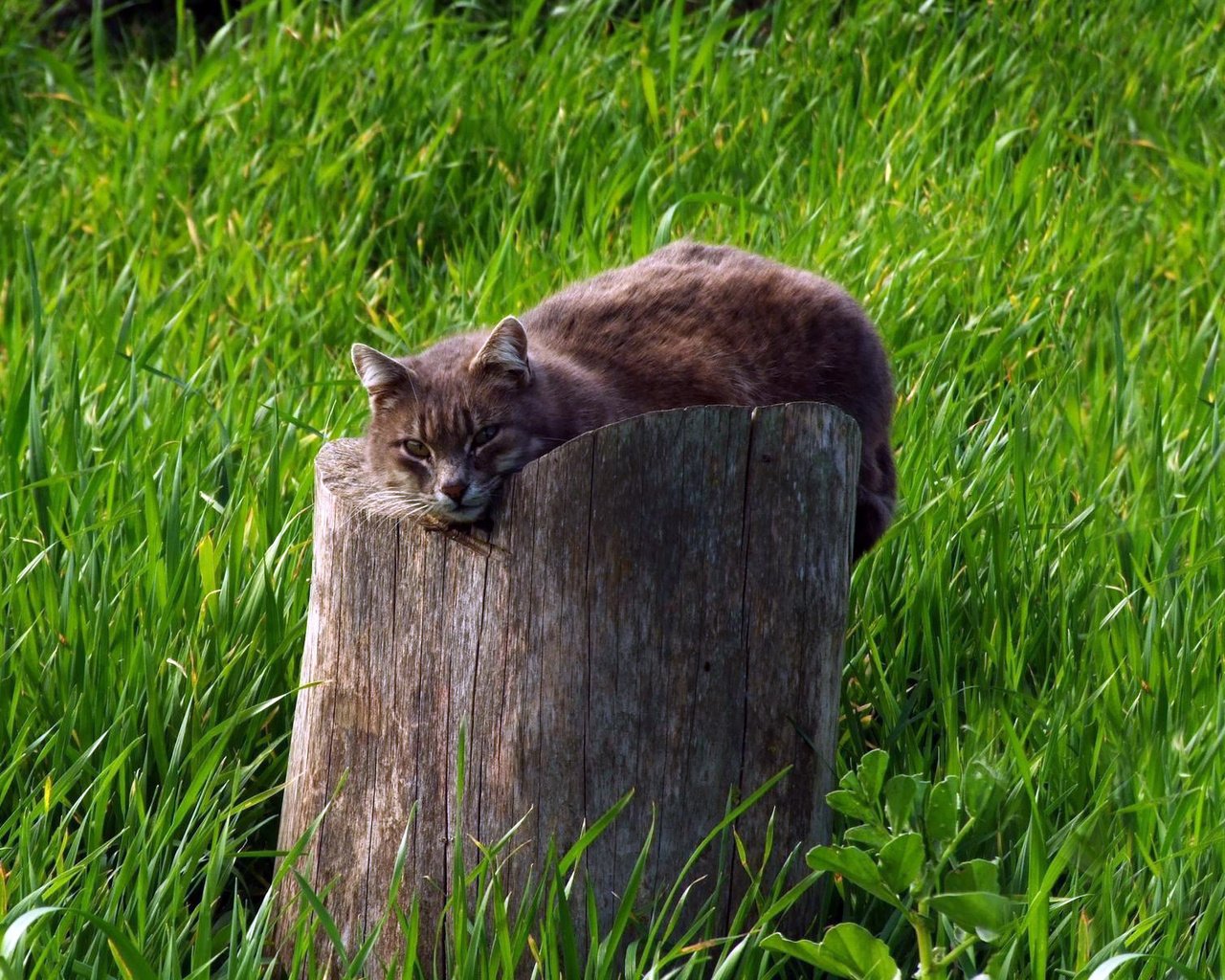 Обои трава, кот, кошка, серый, зеленая, пень, grass, cat, grey, green, stump разрешение 1920x1200 Загрузить