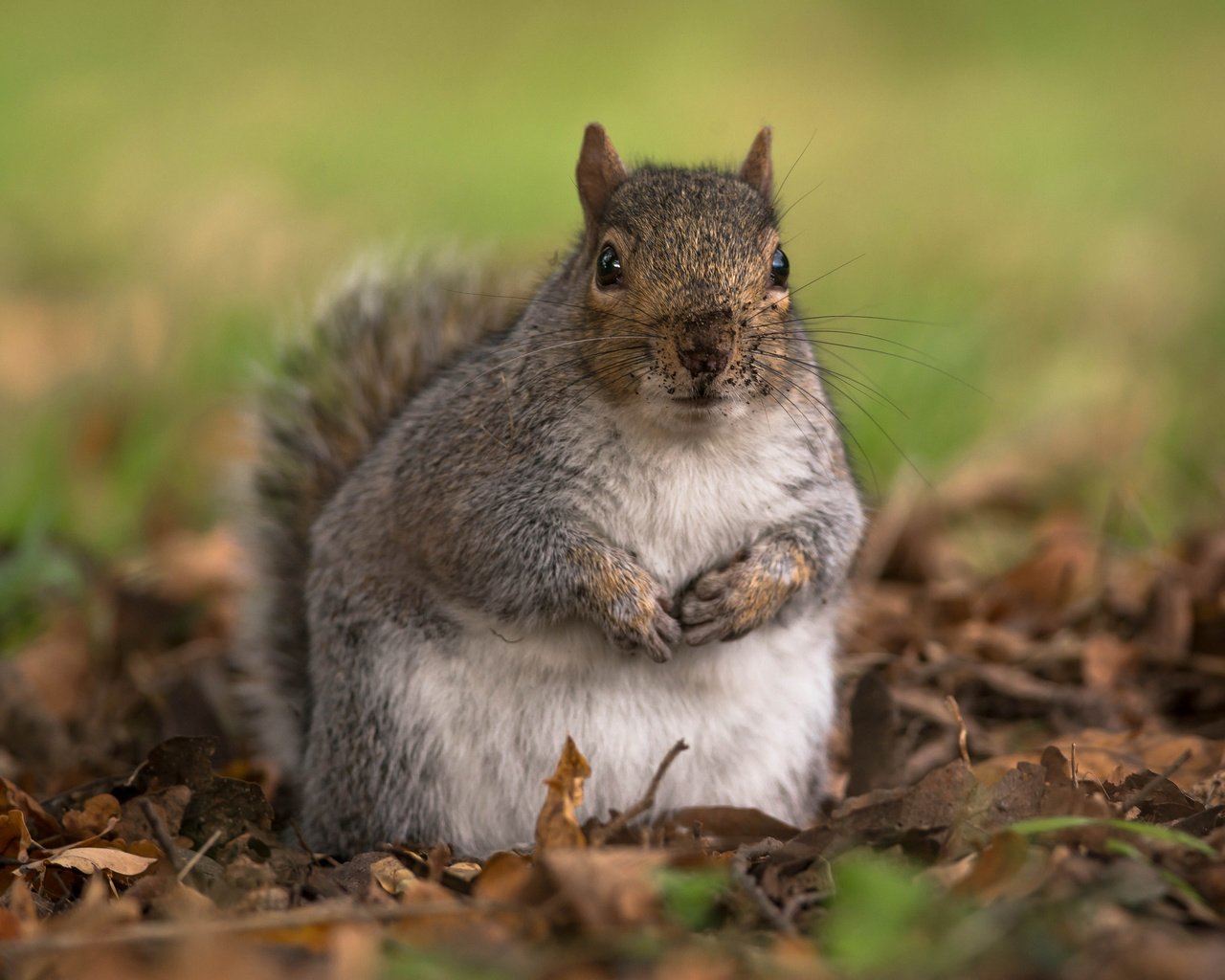 Обои листья, осень, животное, белка, грызун, leaves, autumn, animal, protein, rodent разрешение 2048x1508 Загрузить