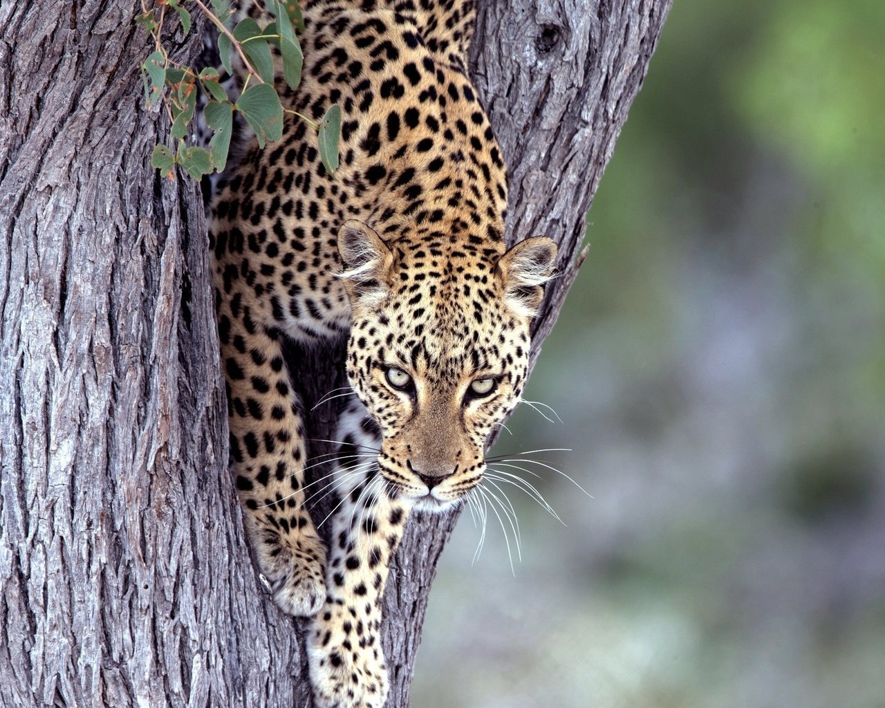 Обои дерево, взгляд, леопард, хищник, большая кошка, tree, look, leopard, predator, big cat разрешение 2048x1336 Загрузить