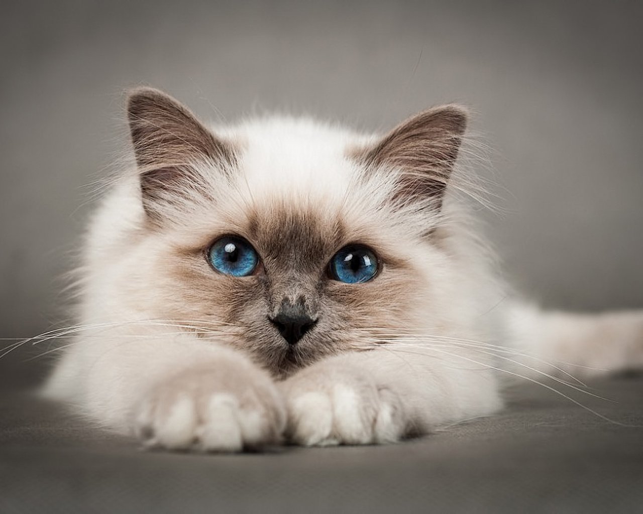 Обои кошка, голубые глаза, киска, пушистая, сиамская, cat, blue eyes, pussy, fluffy, siamese разрешение 1920x1274 Загрузить