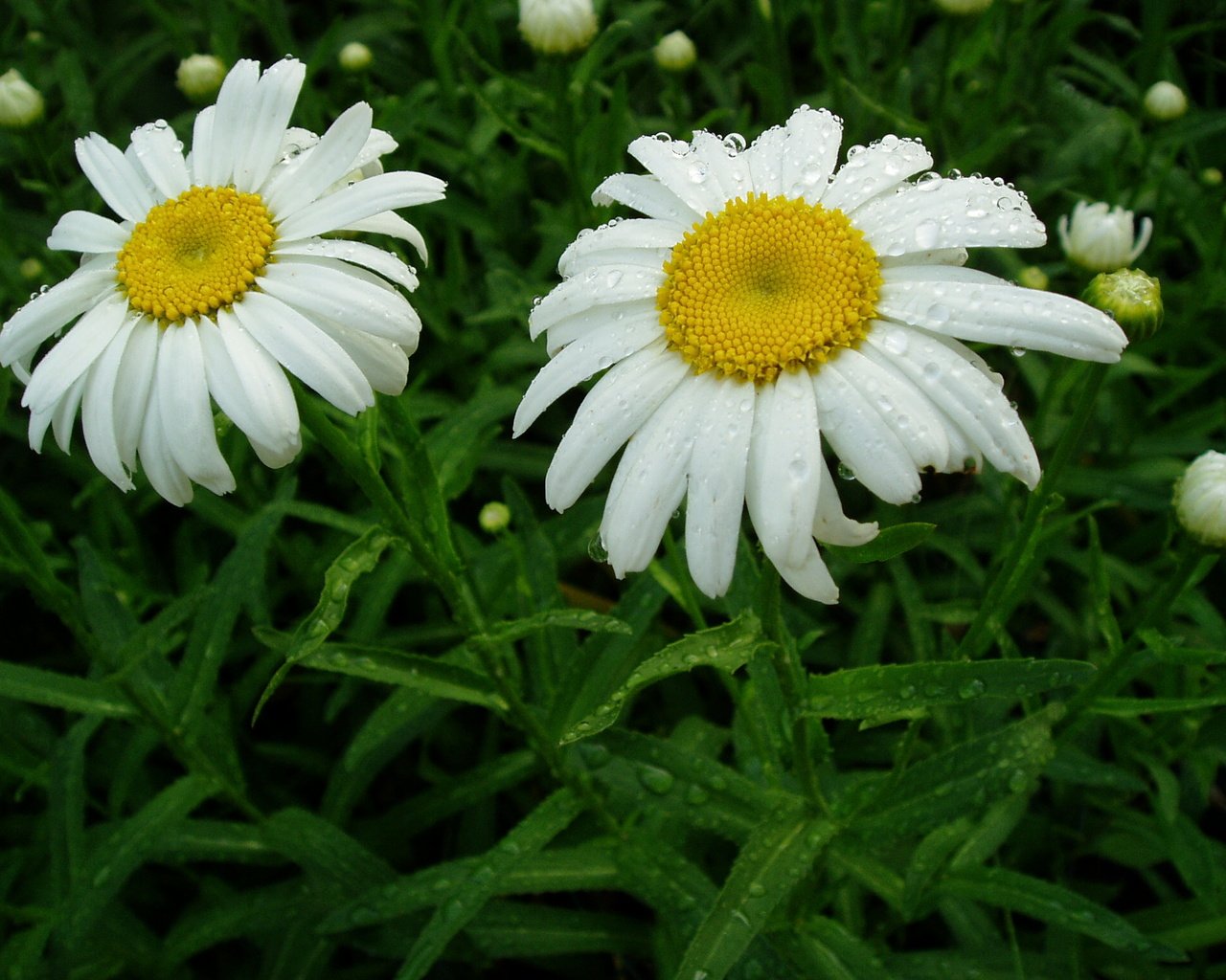 Обои цветы, листья, капли, ромашка, ромашки, белые, flowers, leaves, drops, daisy, chamomile, white разрешение 2048x1536 Загрузить