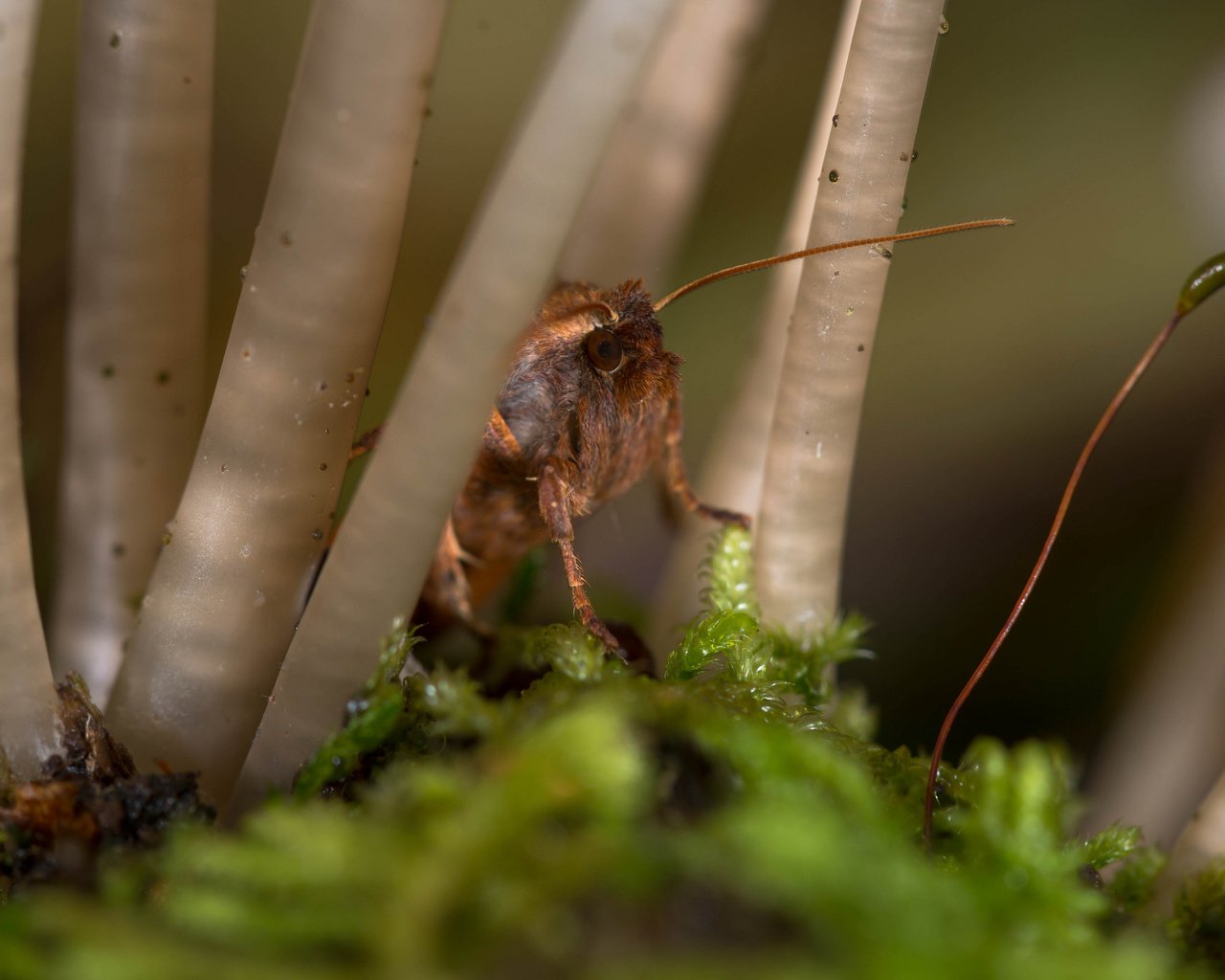 Обои макро, насекомое, мох, стебли, растение, усики, macro, insect, moss, stems, plant, antennae разрешение 2048x1367 Загрузить