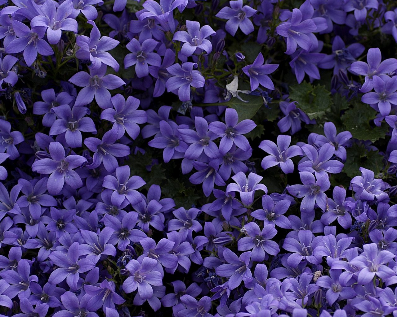 Обои цветы, колокольчики, ковер, фиолетовые, flowers, bells, carpet, purple разрешение 1920x1280 Загрузить