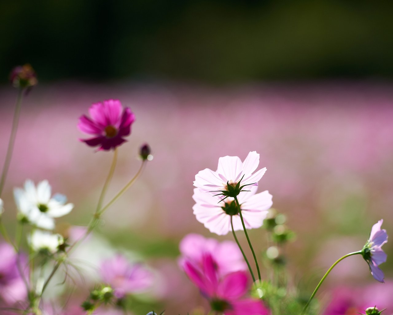 Обои цветы, поле, розовые, белые, космея, flowers, field, pink, white, kosmeya разрешение 1920x1200 Загрузить