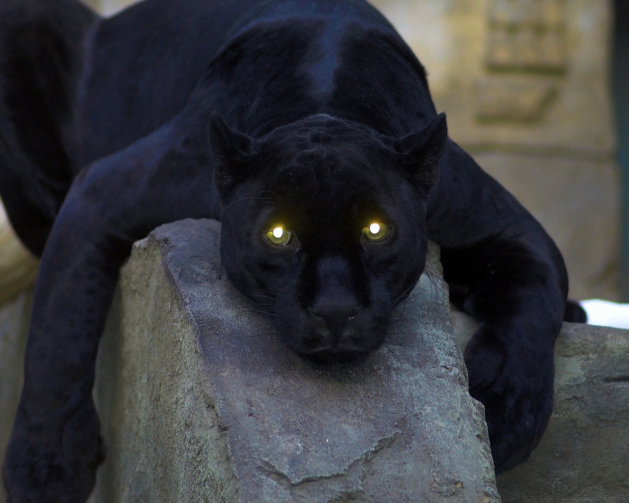 Обои глаза, кошка, пантера, черная, eyes, cat, panther, black разрешение 1920x1080 Загрузить