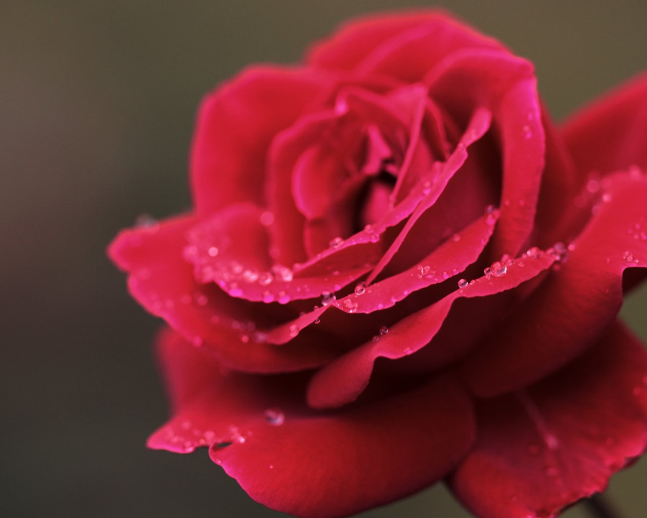 Обои макро, цветок, роса, капли, роза, лепестки, красная, macro, flower, rosa, drops, rose, petals, red разрешение 1920x1080 Загрузить