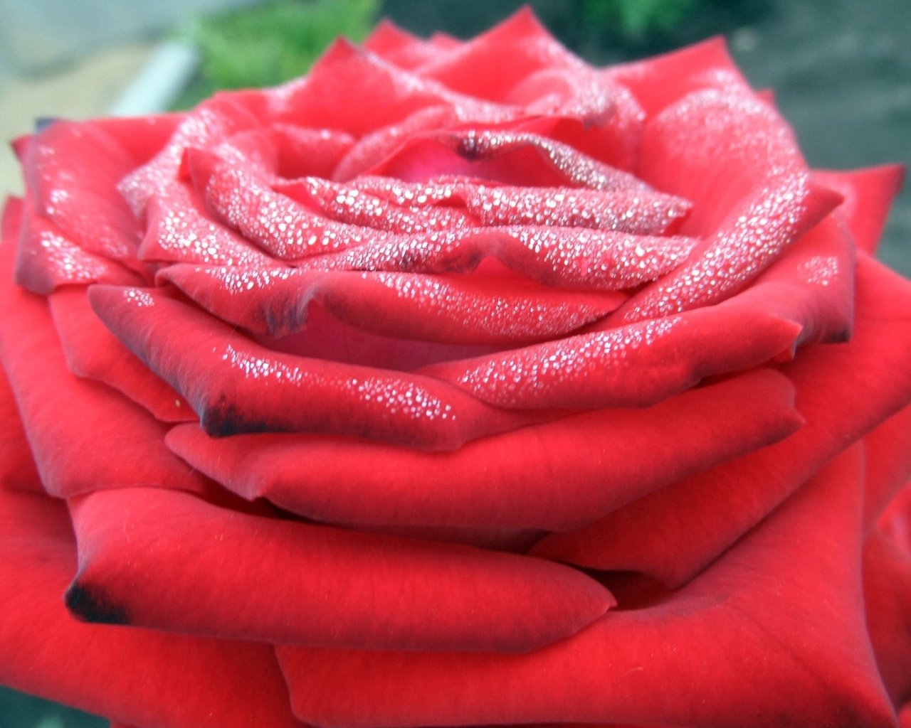 Обои роза, красная, rose, red разрешение 1920x1200 Загрузить
