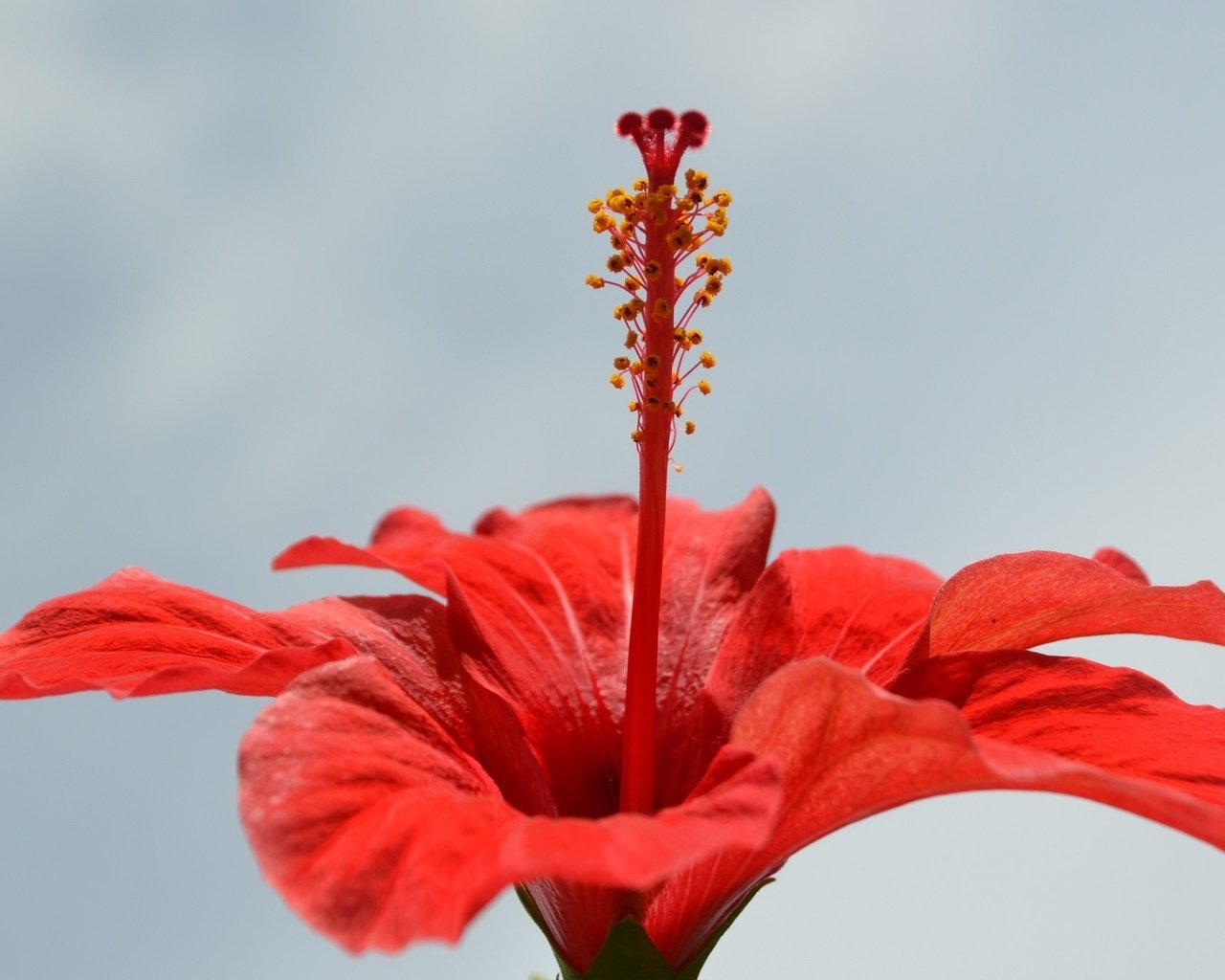 Обои красный, гибискус, лепестки., red, hibiscus, petals. разрешение 1920x1200 Загрузить