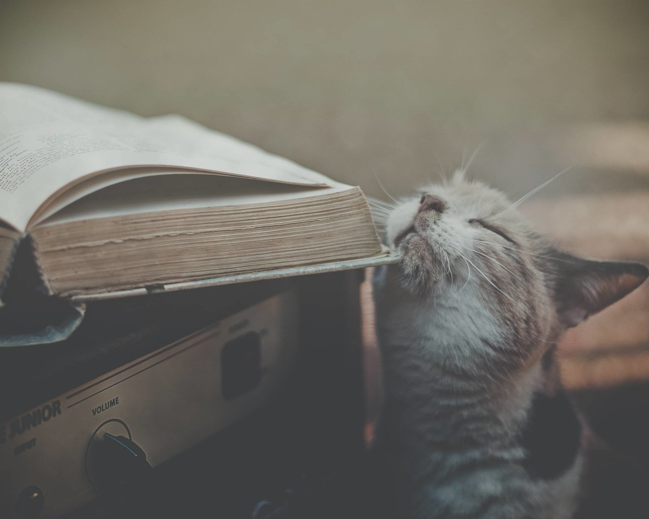 Обои кот, ласкается, об, книжку, cat, fondled, about, book разрешение 3000x1992 Загрузить