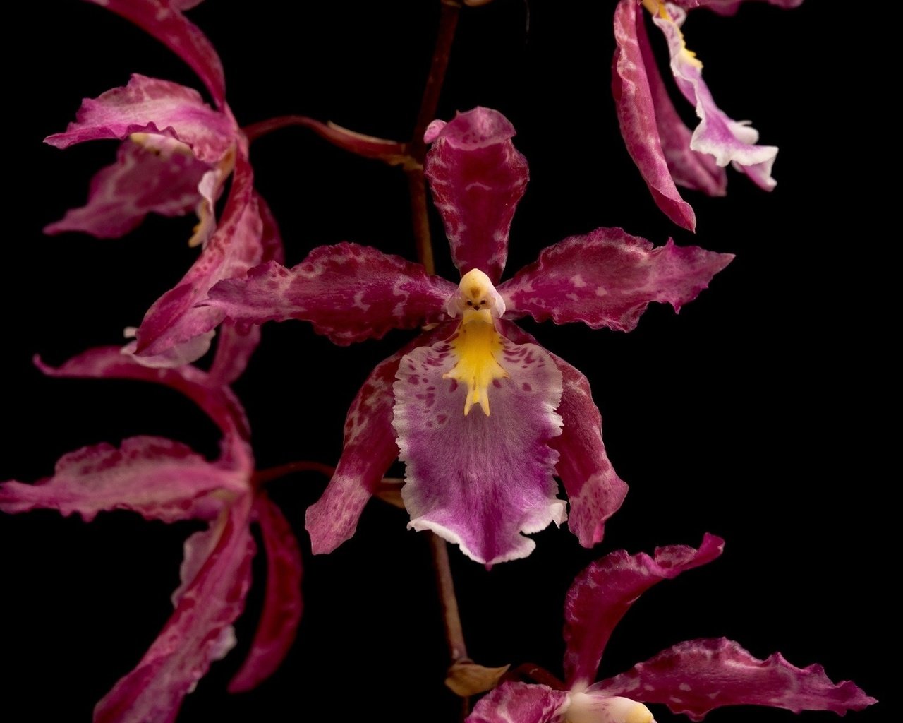 Обои макро, цветок, лепестки, темный фон, орхидея, macro, flower, petals, the dark background, orchid разрешение 1920x1200 Загрузить