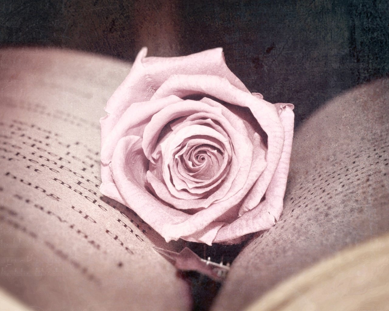 Обои цветок, роза, обработка, розовая, книга, страницы, flower, rose, treatment, pink, book, page разрешение 2560x1600 Загрузить
