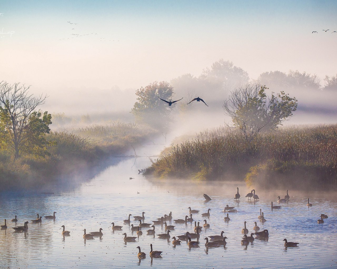 Обои река, утро, туман, осень, утки, октябрь, river, morning, fog, autumn, duck, october разрешение 1920x1200 Загрузить