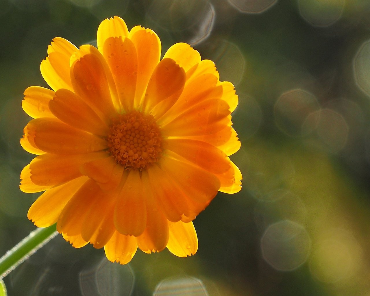 Обои фон, цветок, лепестки, оранжевый, боке, календула, background, flower, petals, orange, bokeh, calendula разрешение 1920x1200 Загрузить