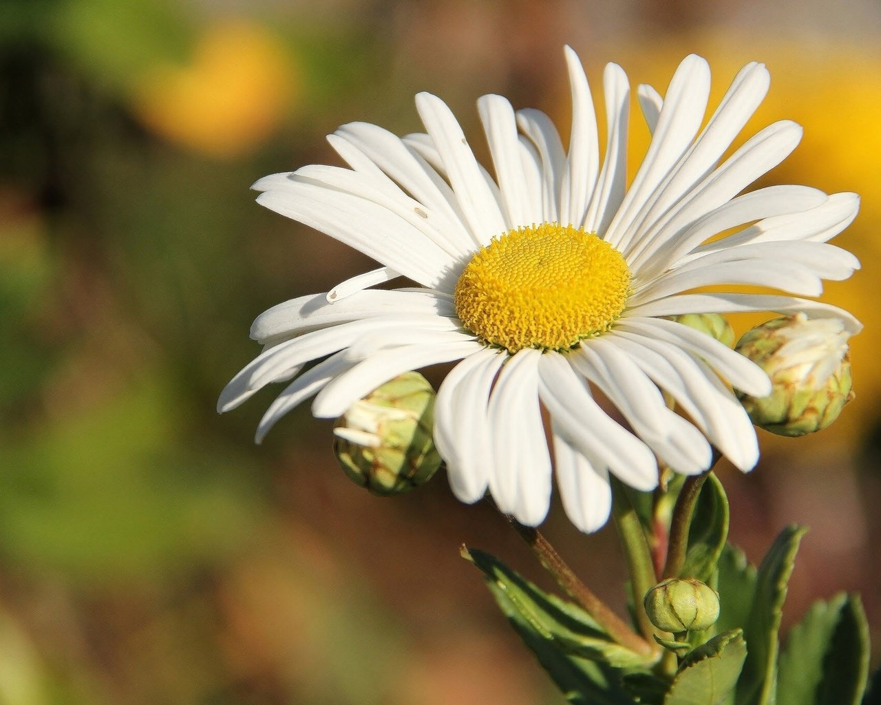 Обои природа, макро, цветок, ромашка, nature, macro, flower, daisy разрешение 2048x1365 Загрузить