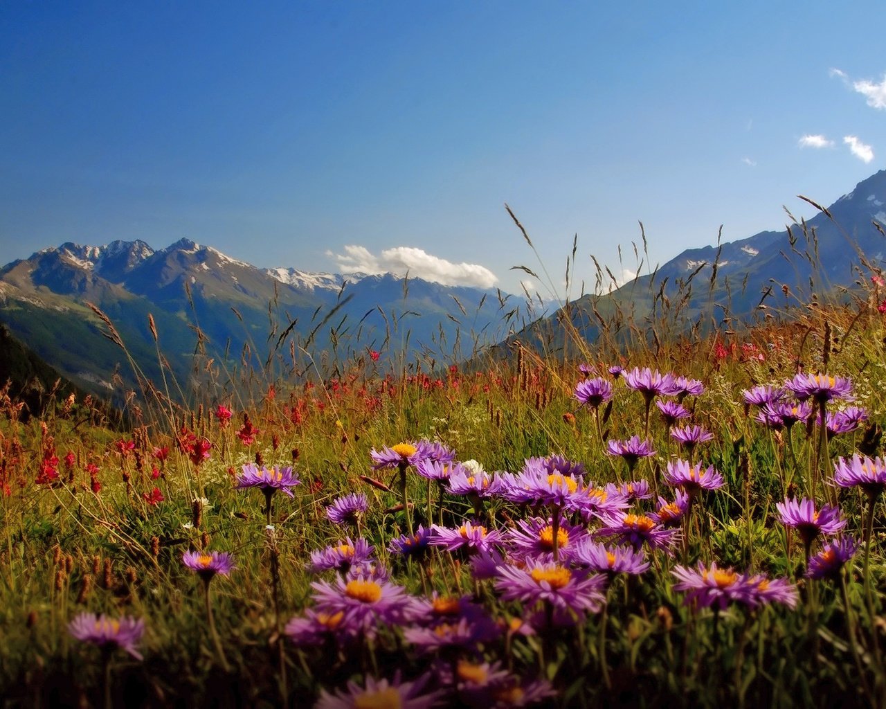 Обои цветы, горы, долина, flowers, mountains, valley разрешение 1920x1080 Загрузить