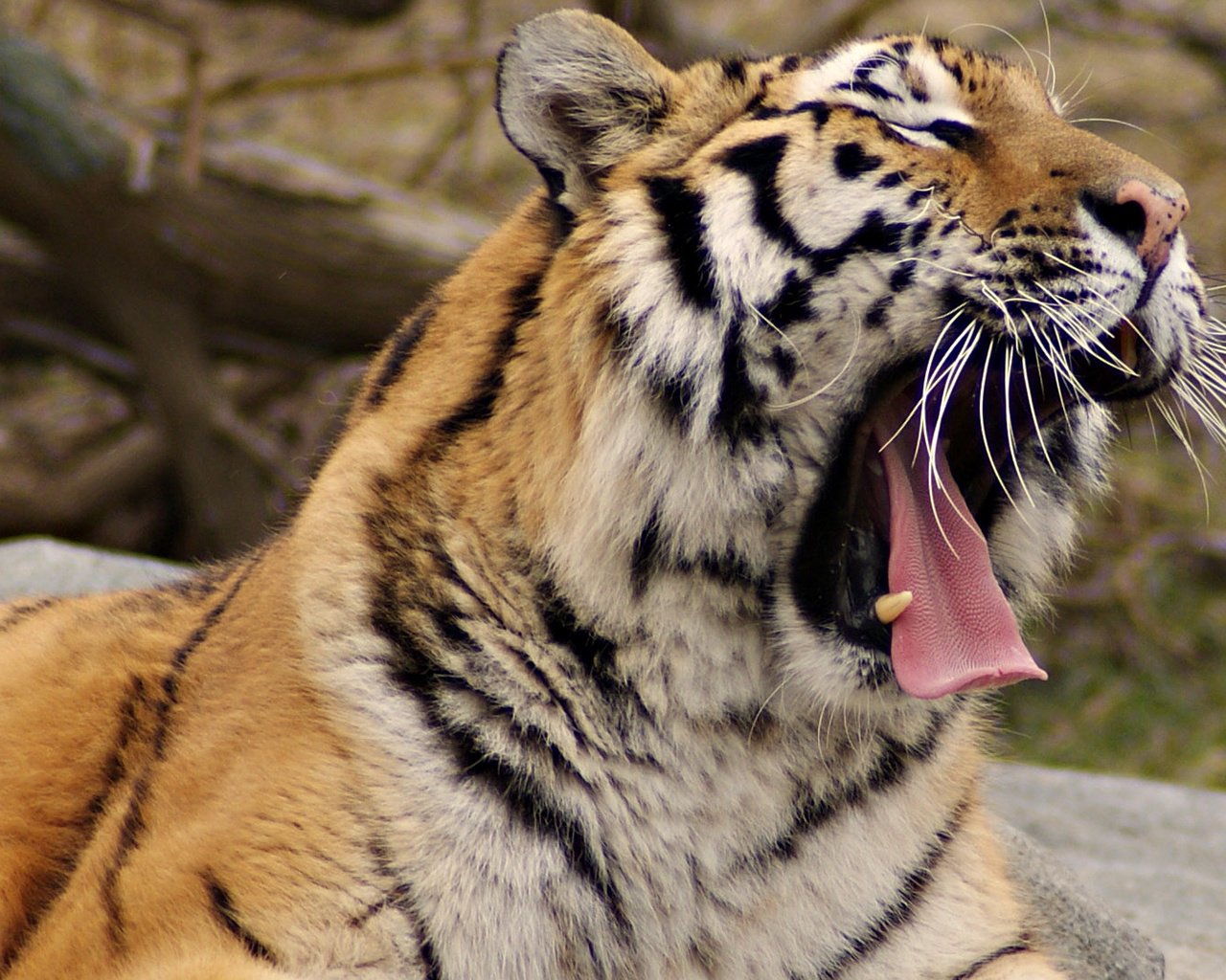Обои тигр, хищник, большая кошка, язык, зевает, tiger, predator, big cat, language, yawns разрешение 1920x1080 Загрузить