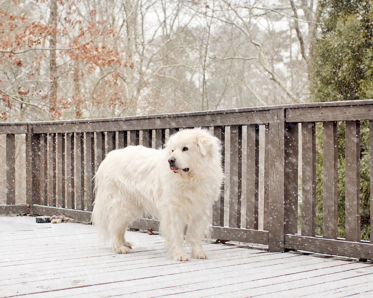 Обои снег, собака, белая, snow, dog, white разрешение 2048x1321 Загрузить
