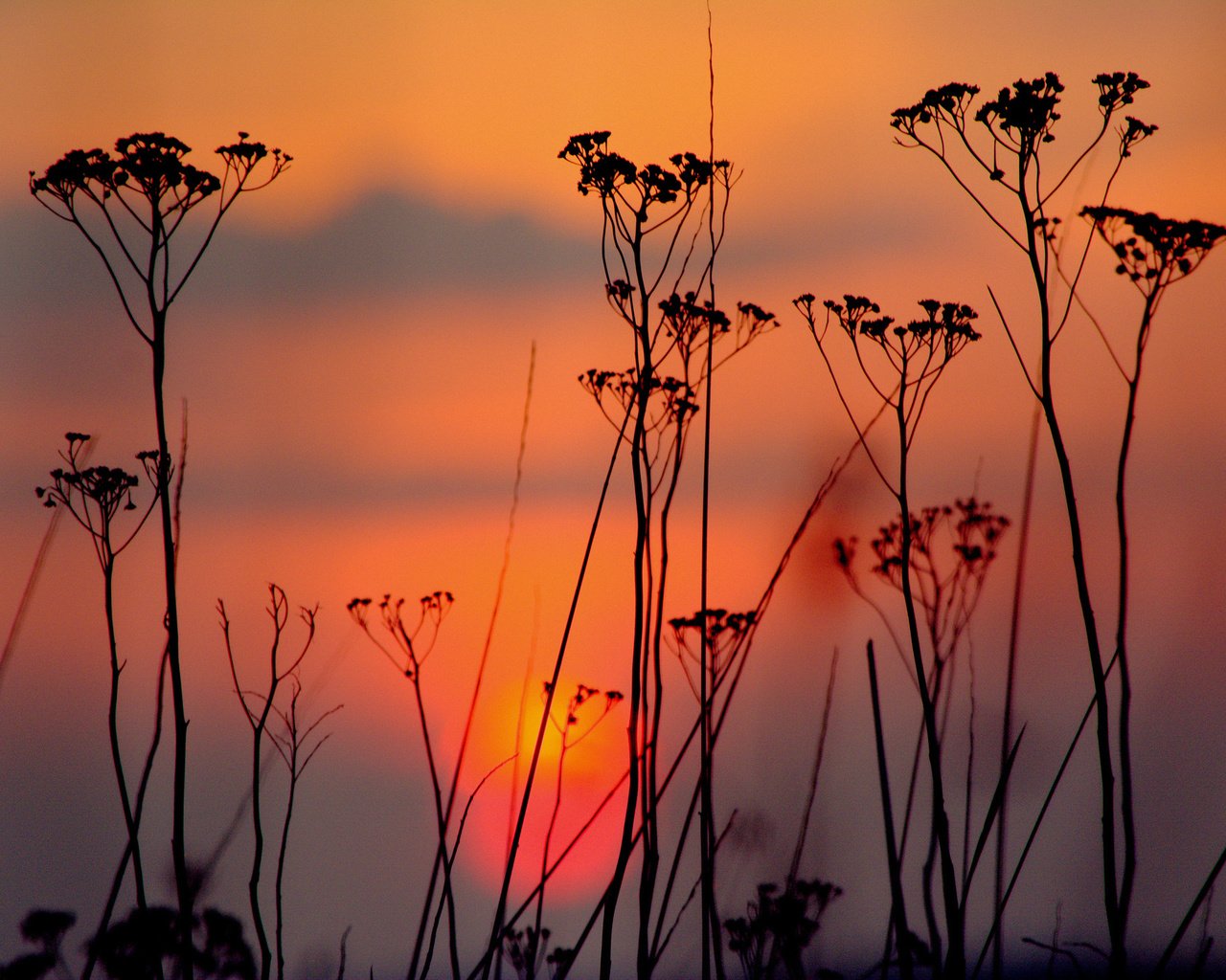 Обои небо, облака, вечер, закат, силуэт, растение, the sky, clouds, the evening, sunset, silhouette, plant разрешение 2048x1364 Загрузить