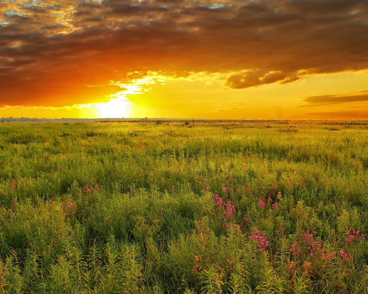 Обои небо, природа, закат, лето, луг, the sky, nature, sunset, summer, meadow разрешение 2560x1600 Загрузить