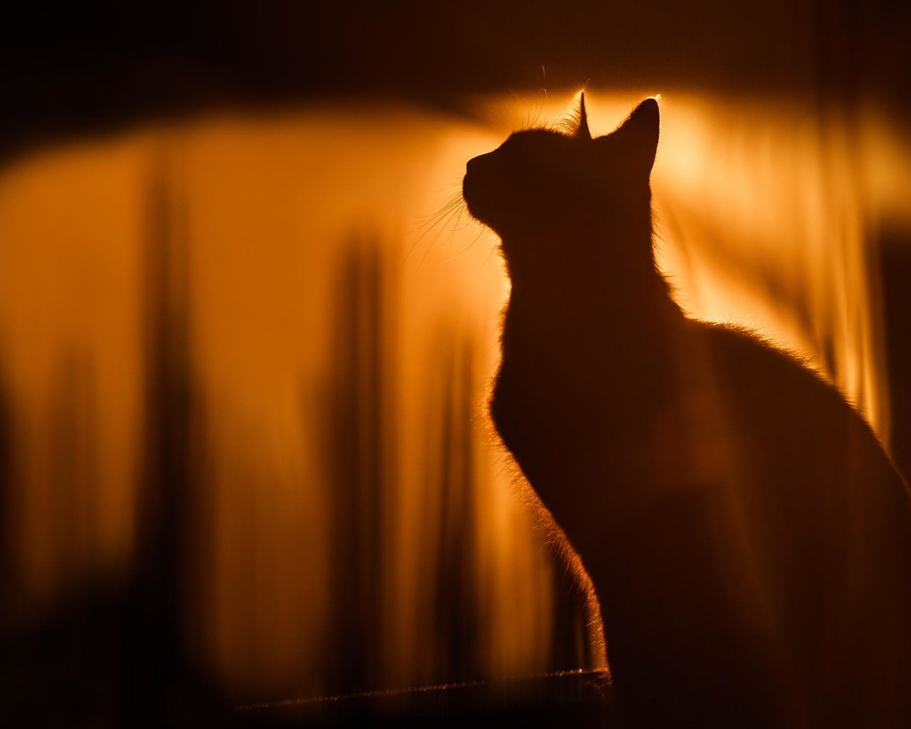 Обои кот, кошка, силуэт, солнечный свет, cat, silhouette, sunlight разрешение 2048x1365 Загрузить