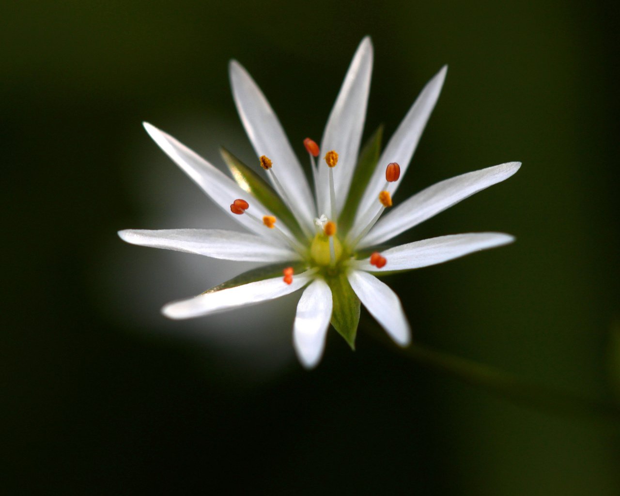 Обои макро, фон, цветок, белый, звездчатка, macro, background, flower, white, stellaria разрешение 2048x1365 Загрузить