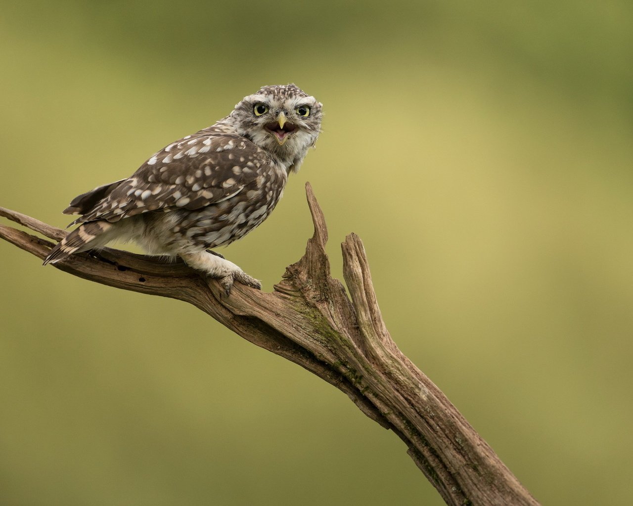 Обои сова, природа, птица, сыч, домовой сыч, owl, nature, bird, little owl разрешение 2047x1236 Загрузить