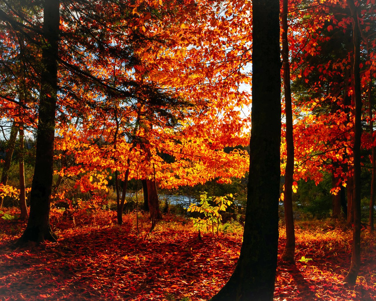 Обои деревья, лес, листья, парк, осень, trees, forest, leaves, park, autumn разрешение 5854x4006 Загрузить