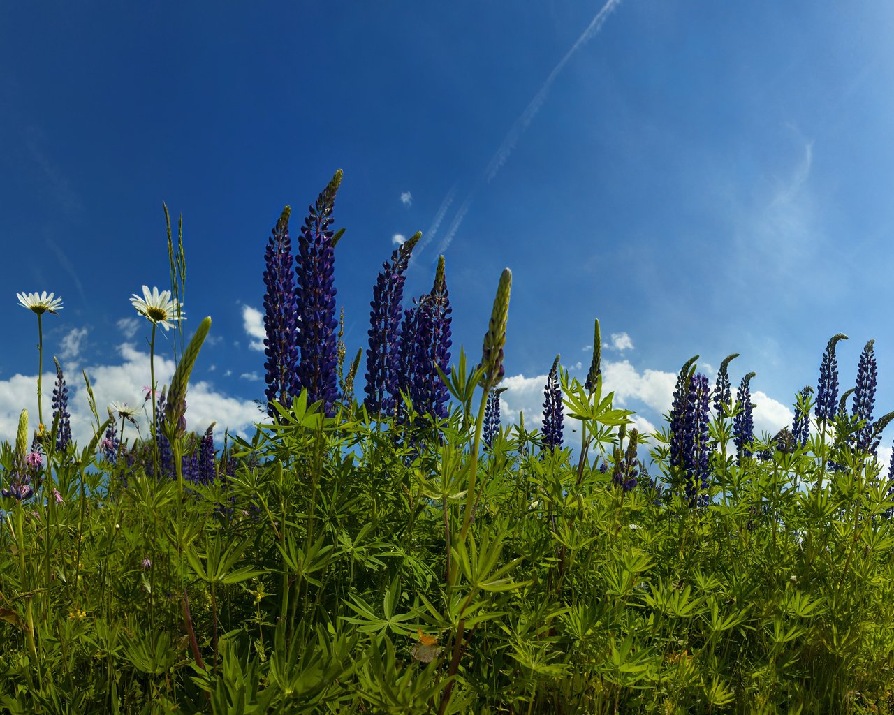 Обои небо, цветы, трава, облака, природа, ромашки, люпины, the sky, flowers, grass, clouds, nature, chamomile, lupins разрешение 2560x1588 Загрузить