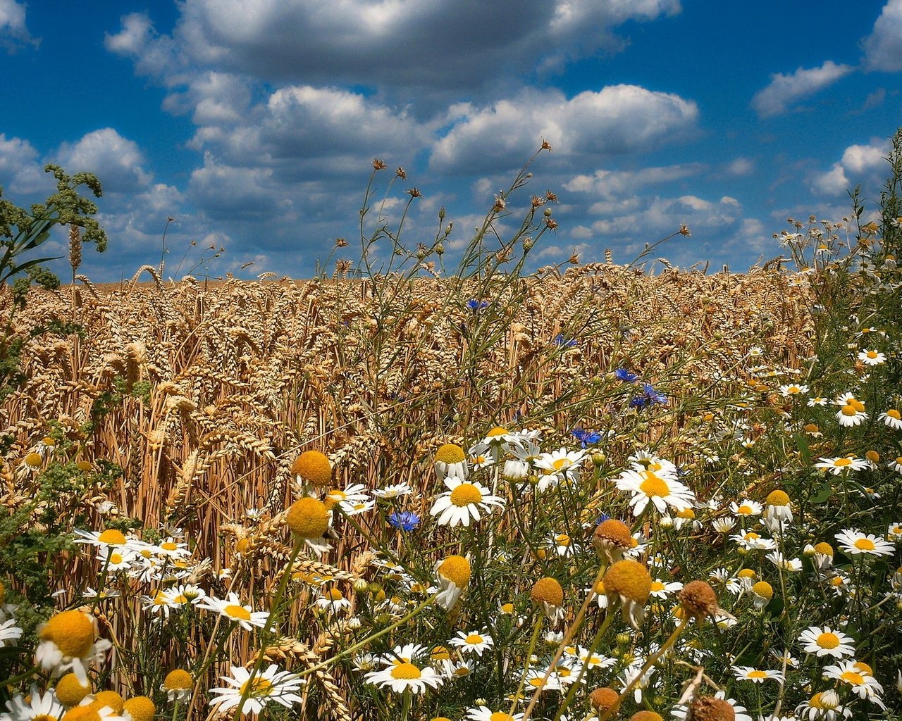 Обои цветы, поле, лето, колосья, flowers, field, summer, ears разрешение 1920x1200 Загрузить