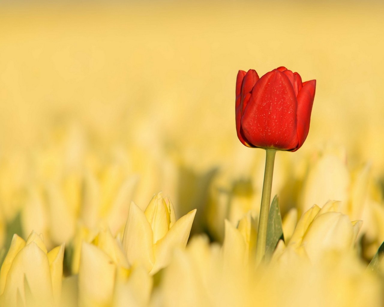 Обои цветы, природа, красный, весна, тюльпаны, желтые, flowers, nature, red, spring, tulips, yellow разрешение 1920x1200 Загрузить