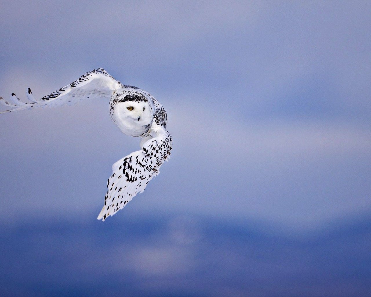 Обои сова, полет, птицы, белая, полярная, owl, flight, birds, white, polar разрешение 2880x1800 Загрузить