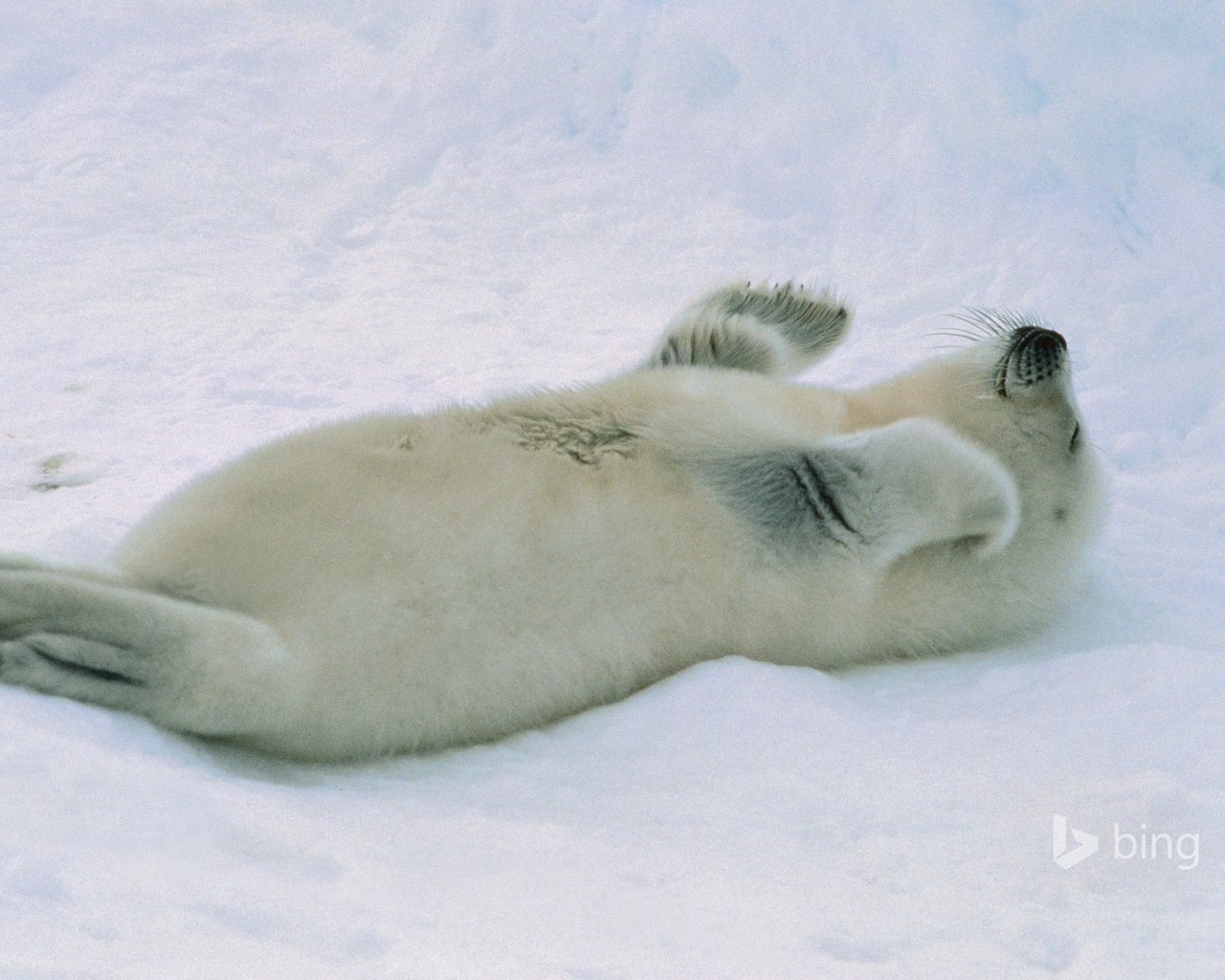 Обои снег, малыш, тюлень, детеныш, морской котик, белёк, арктика. тюлень, snow, baby, seal, cub, navy seal, belek, arctic. seal разрешение 1920x1200 Загрузить
