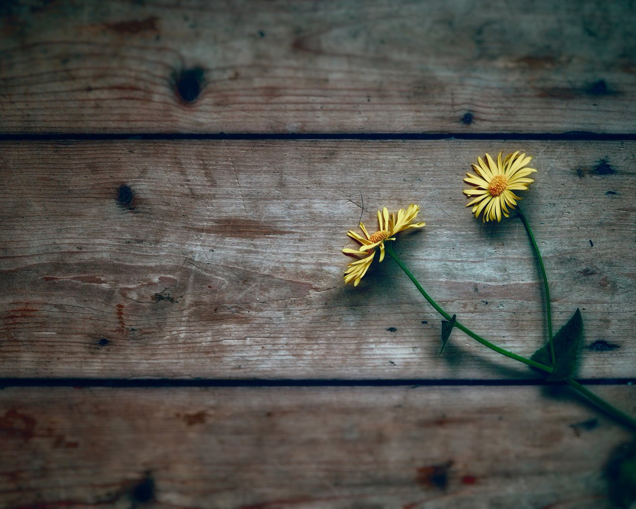 Обои цветы, дерево, фон, ромашки, желтые, flowers, tree, background, chamomile, yellow разрешение 2048x1365 Загрузить