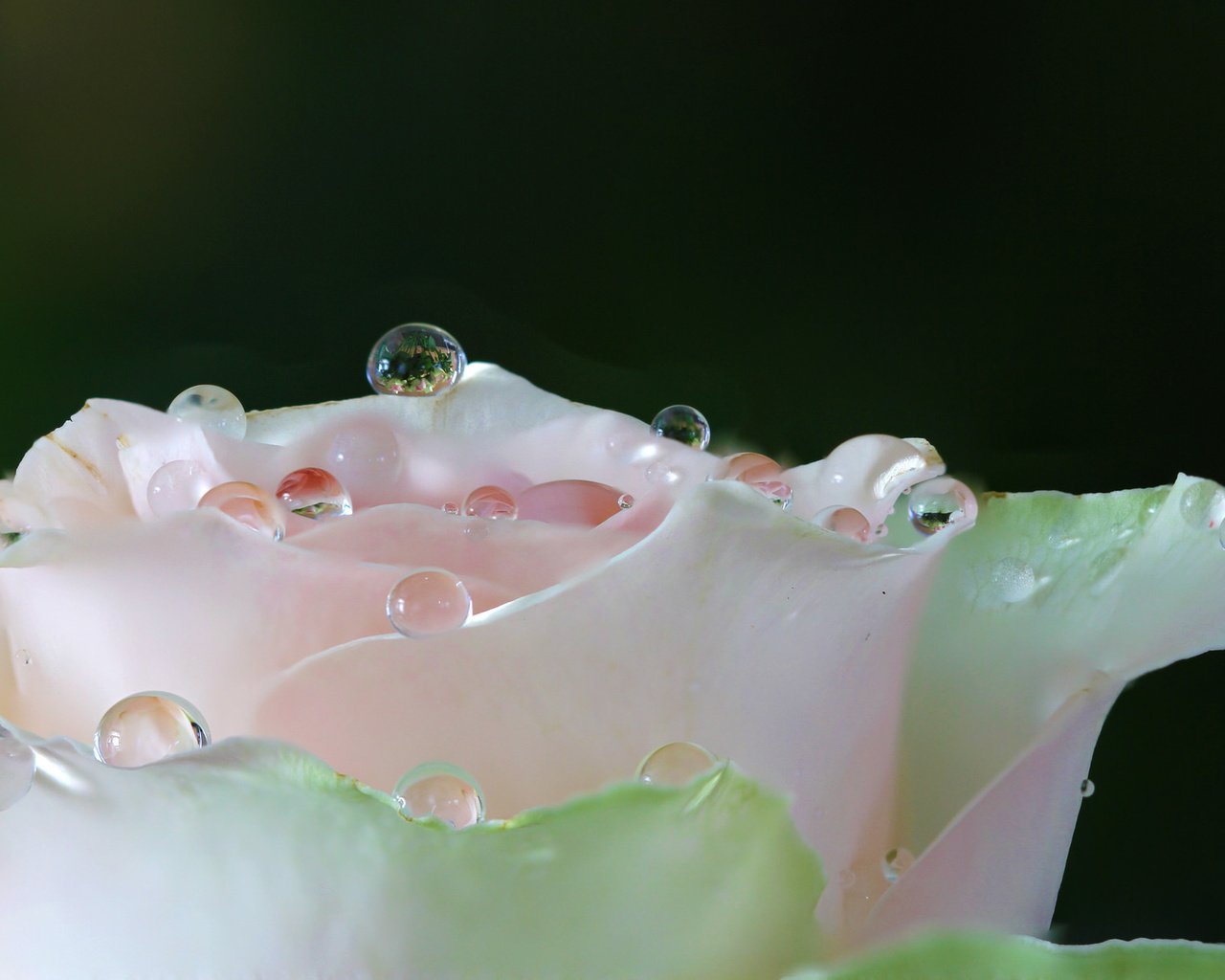 Обои вода, макро, цветок, роса, капли, роза, лепестки, белая, water, macro, flower, rosa, drops, rose, petals, white разрешение 2048x1235 Загрузить