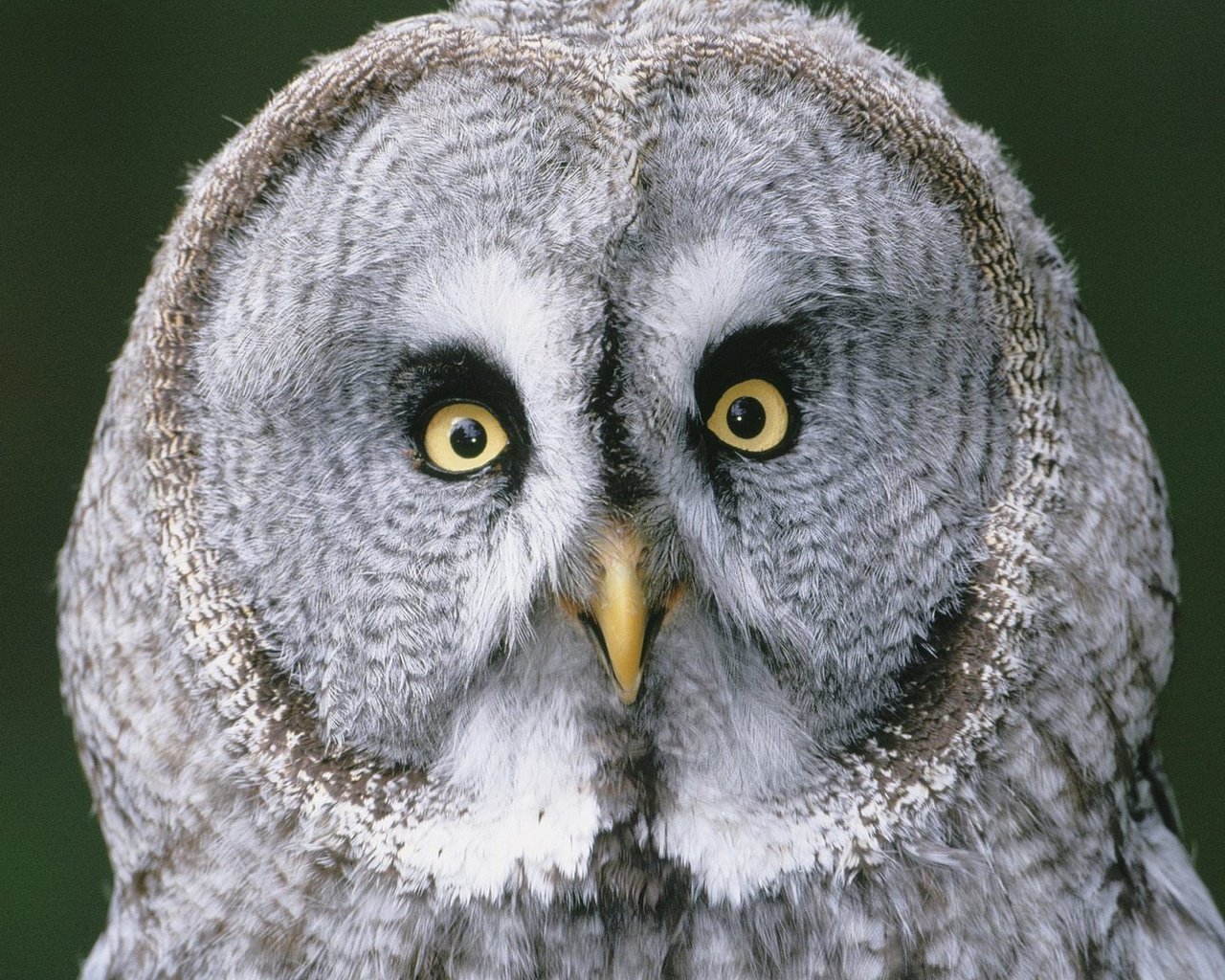 Обои глаза, сова, взгляд, птицы, клюв, перья, бородатая неясыть, неясыть, eyes, owl, look, birds, beak, feathers, great grey owl разрешение 1920x1440 Загрузить
