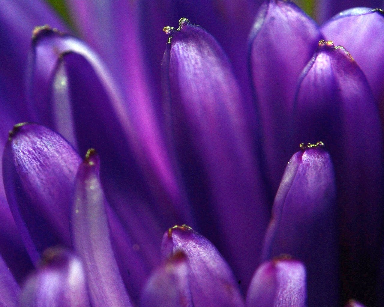 Обои макро, цветок, лепестки, фиолетовый, цветком, macro, flower, petals, purple разрешение 1920x1200 Загрузить