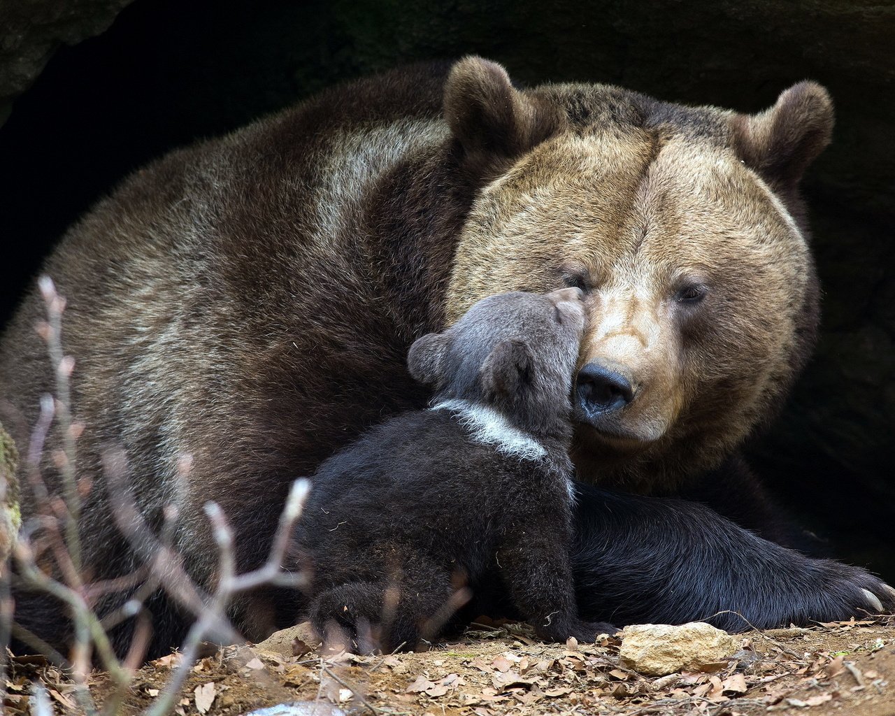 Обои природа, фон, медведи, медвежонок, медведица, nature, background, bears, bear разрешение 2048x1365 Загрузить