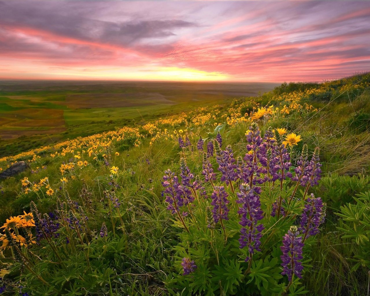 Обои природа, пейзаж, поле, луг, цветы.закат, nature, landscape, field, meadow, flowers.sunset разрешение 1920x1200 Загрузить