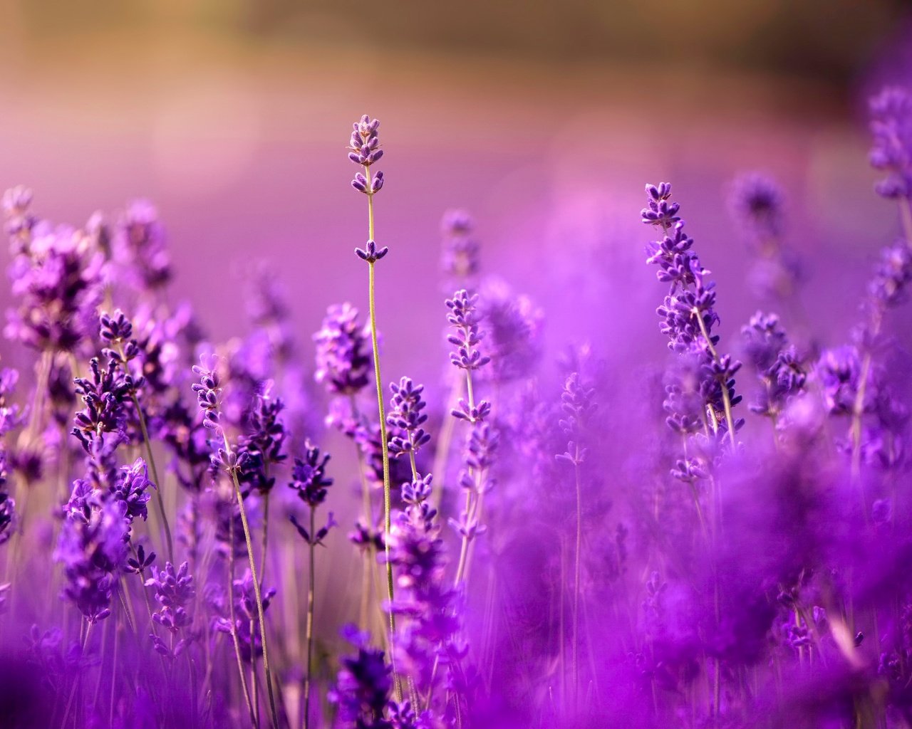 Обои цветы, поле, лаванда, луг, фиолетовые, боке, сиреневые, flowers, field, lavender, meadow, purple, bokeh, lilac разрешение 2048x1337 Загрузить