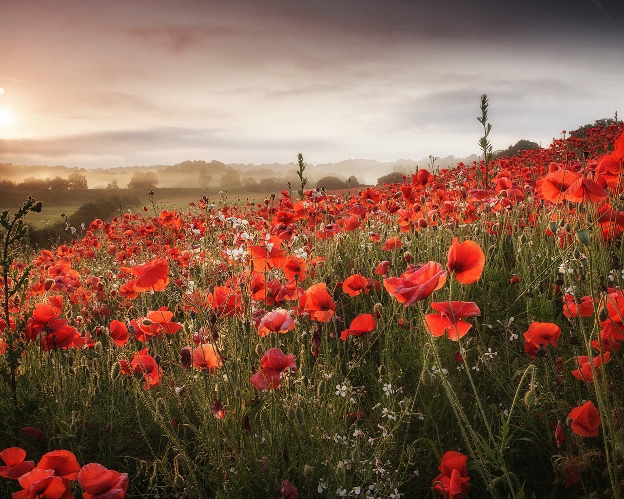 Обои цветы, облака, холмы, поле, маки, луг, flowers, clouds, hills, field, maki, meadow разрешение 2048x1365 Загрузить