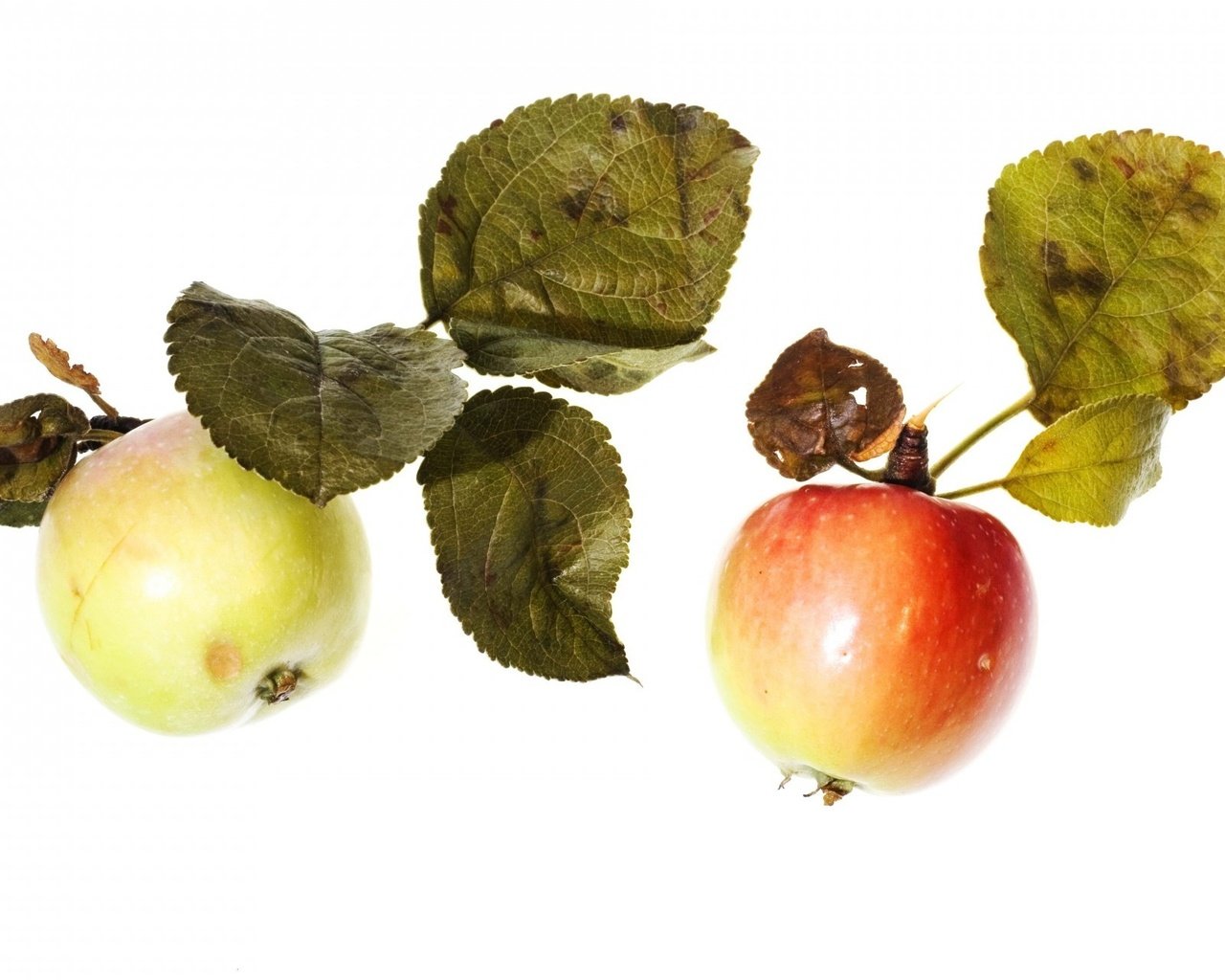 Обои фрукты, яблоки, белый фон, листики, спелые, fruit, apples, white background, leaves, ripe разрешение 1920x1280 Загрузить
