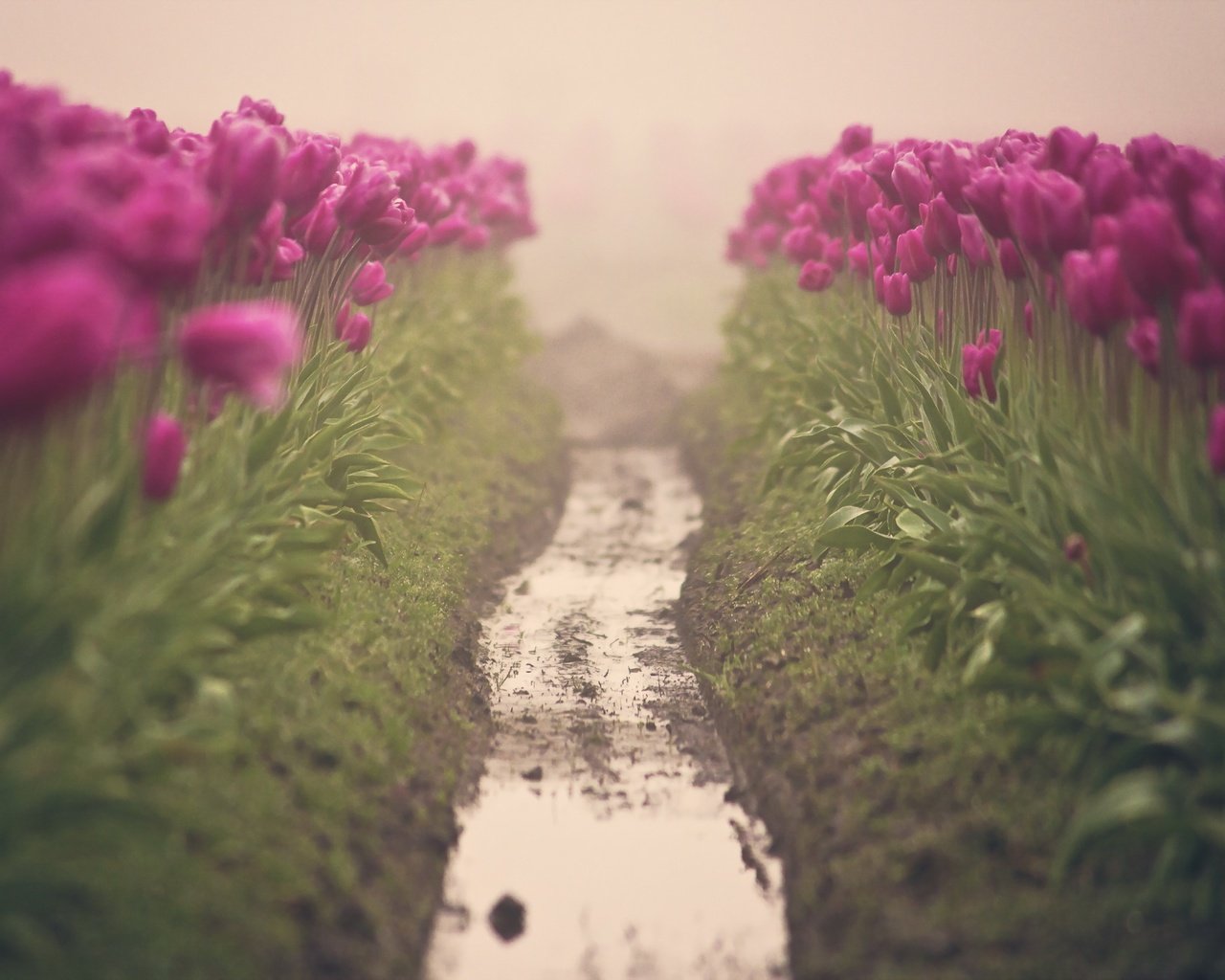 Обои цветы, грязь, утро, весна, тюльпаны, цветком, почва, heather west, flowers, dirt, morning, spring, tulips, flower, soil разрешение 2560x1707 Загрузить