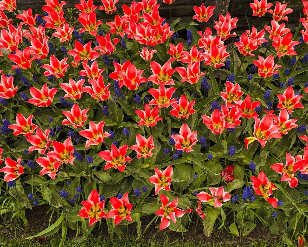 Обои лепестки, сад, весна, тюльпаны, клумба, petals, garden, spring, tulips, flowerbed разрешение 2048x1367 Загрузить