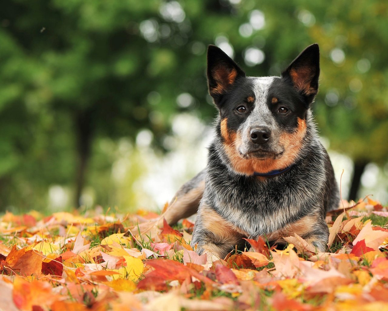 Обои листья, взгляд, осень, собака, австралийская пастушья, leaves, look, autumn, dog, australian cattle разрешение 2048x1365 Загрузить
