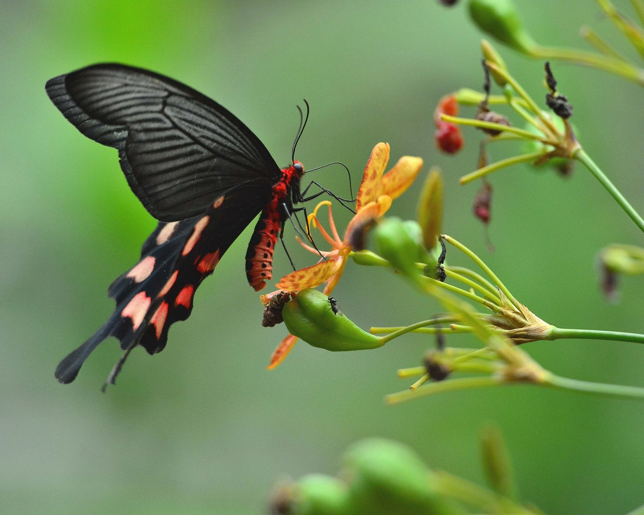 Обои цветы, насекомое, бабочка, крылья, растение, flowers, insect, butterfly, wings, plant разрешение 2048x1363 Загрузить