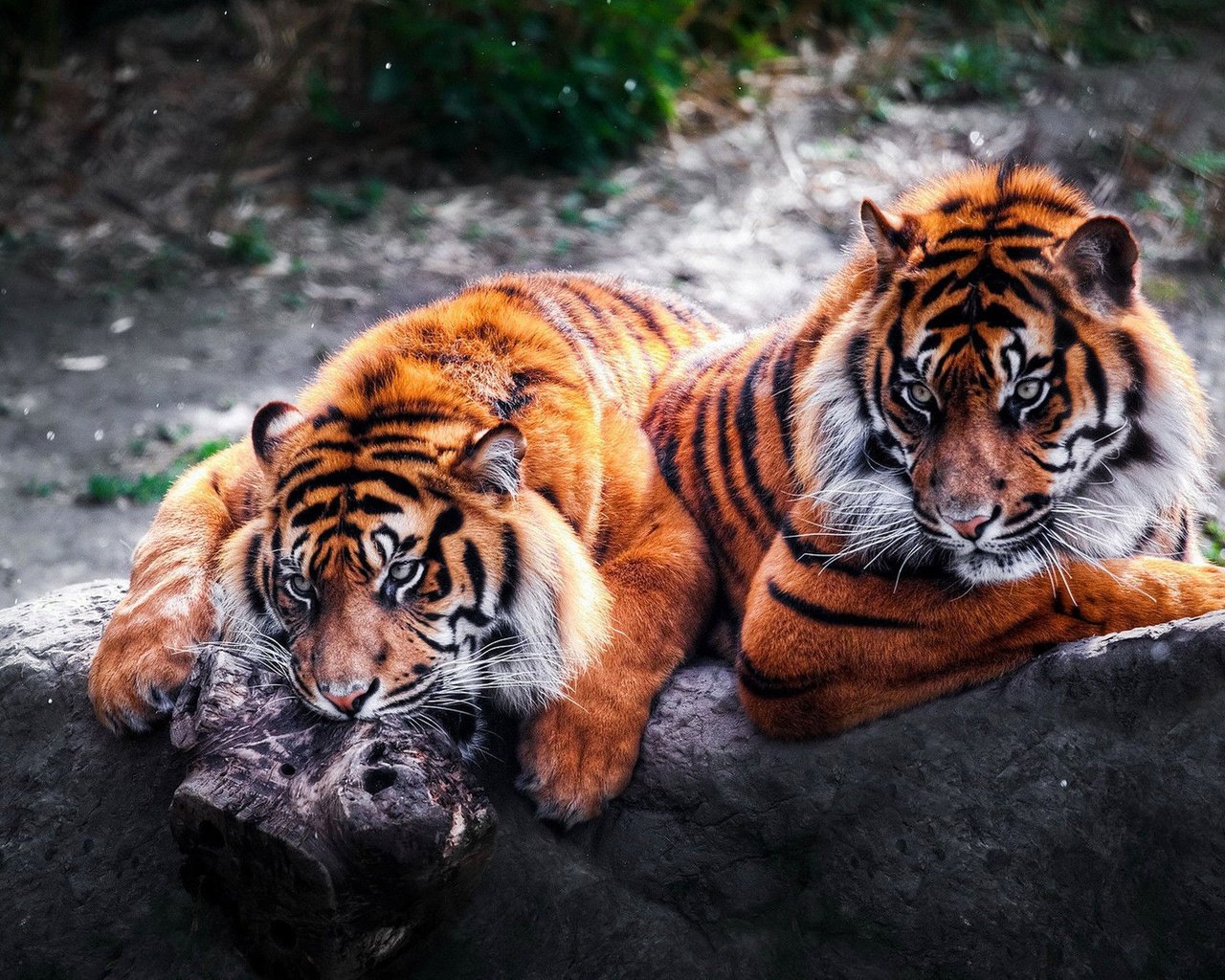 Обои тигр, хищники, большие кошки, тигры, tiger, predators, big cats, tigers разрешение 2045x1342 Загрузить