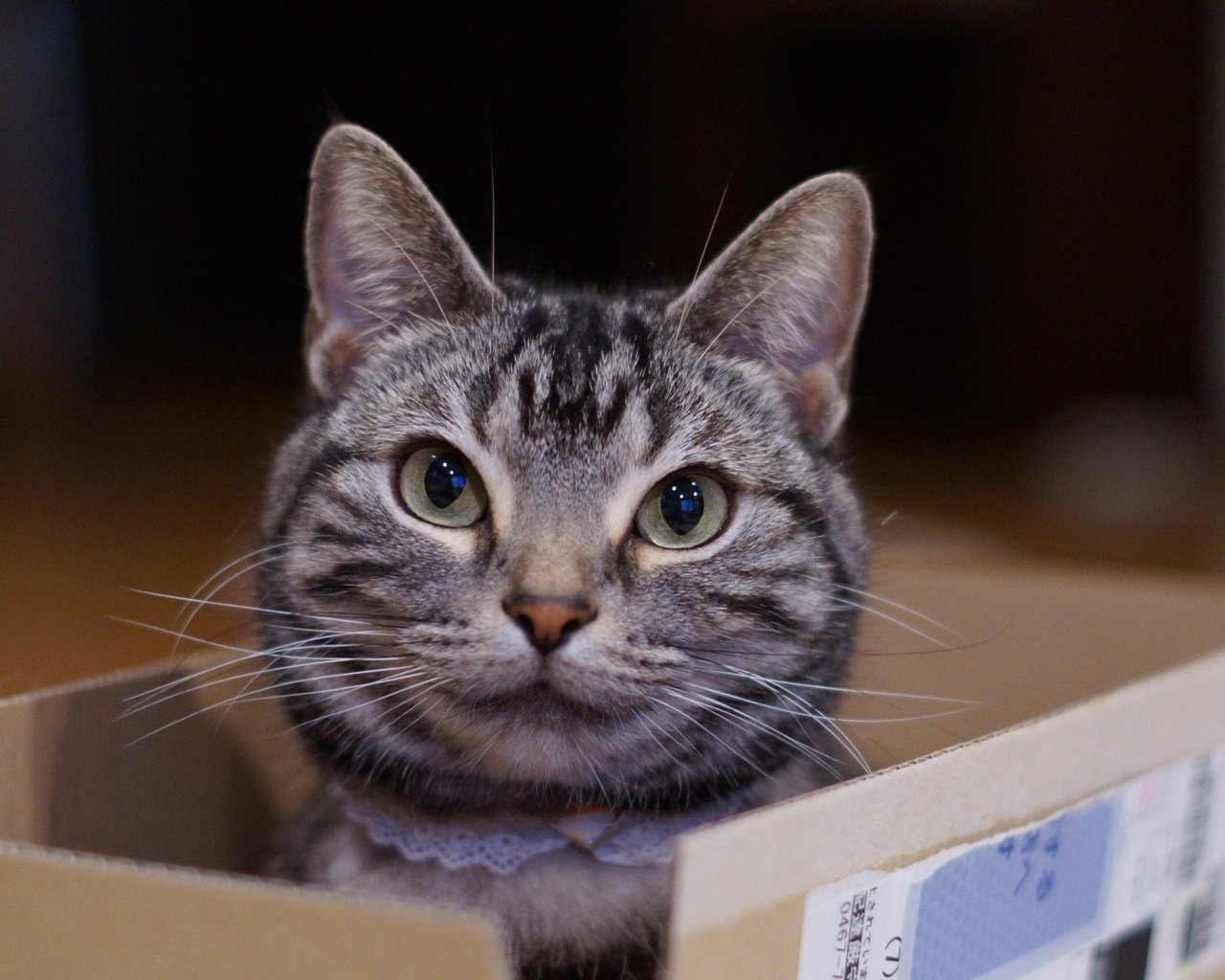 Обои глаза, кот, мордочка, усы, кошка, взгляд, коробка, eyes, cat, muzzle, mustache, look, box разрешение 5493x3661 Загрузить