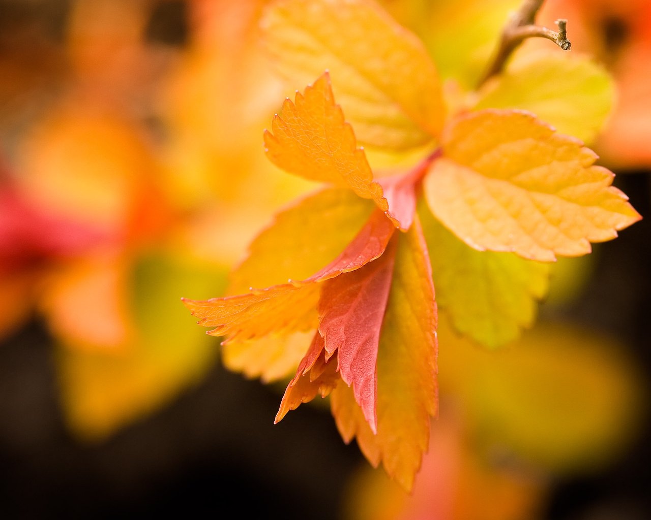 Обои листья, макро, фон, осень, желтые, ветвь, leaves, macro, background, autumn, yellow, branch разрешение 2560x1600 Загрузить