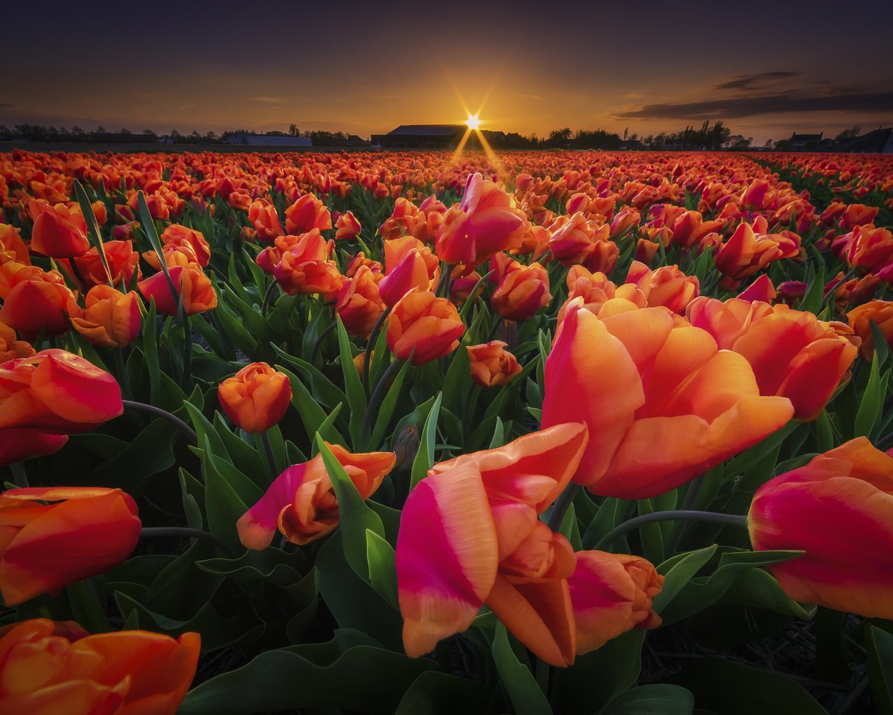 Обои цветы, закат, поле, весна, тюльпаны, flowers, sunset, field, spring, tulips разрешение 2048x1366 Загрузить